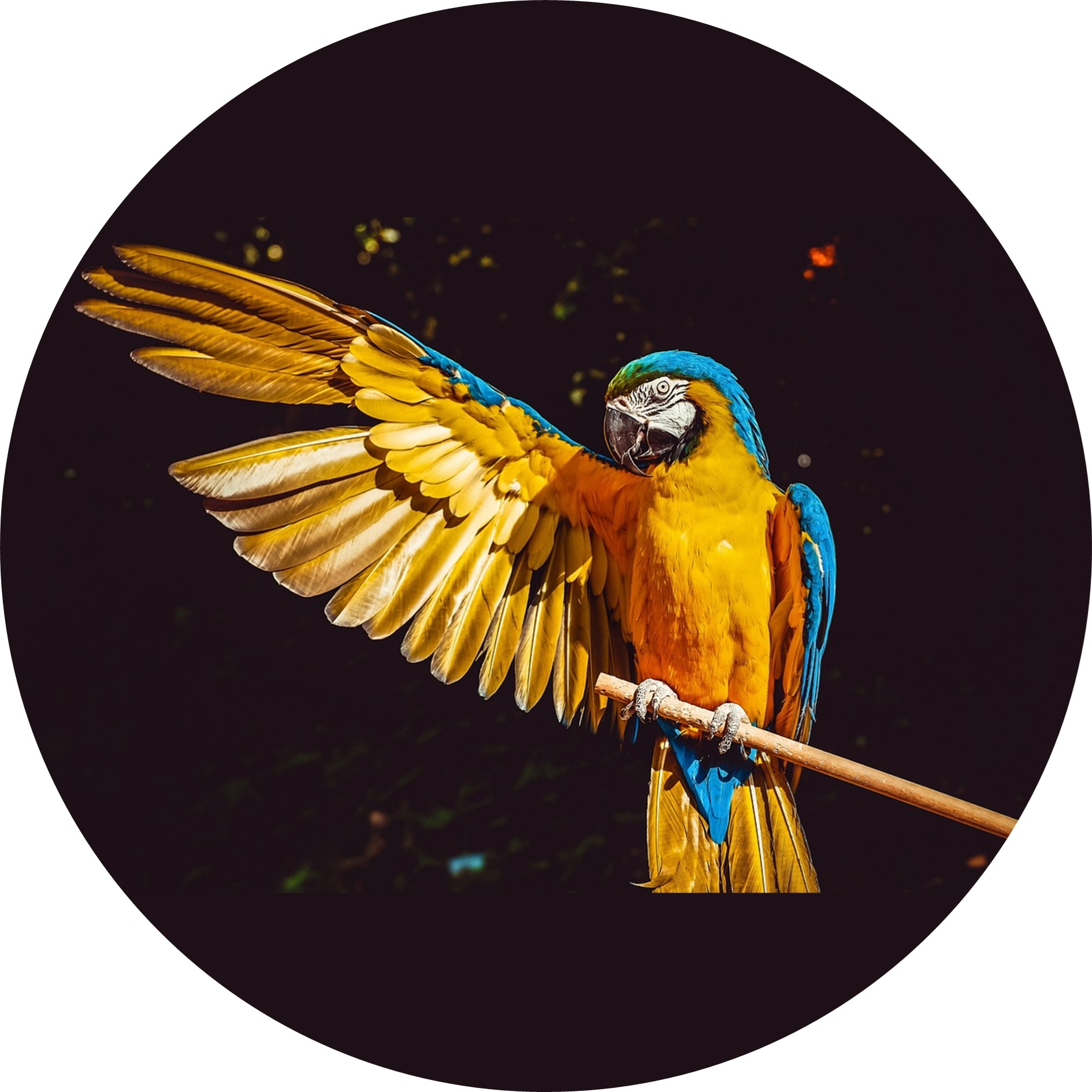 Animal Bird Inspired Tattoos