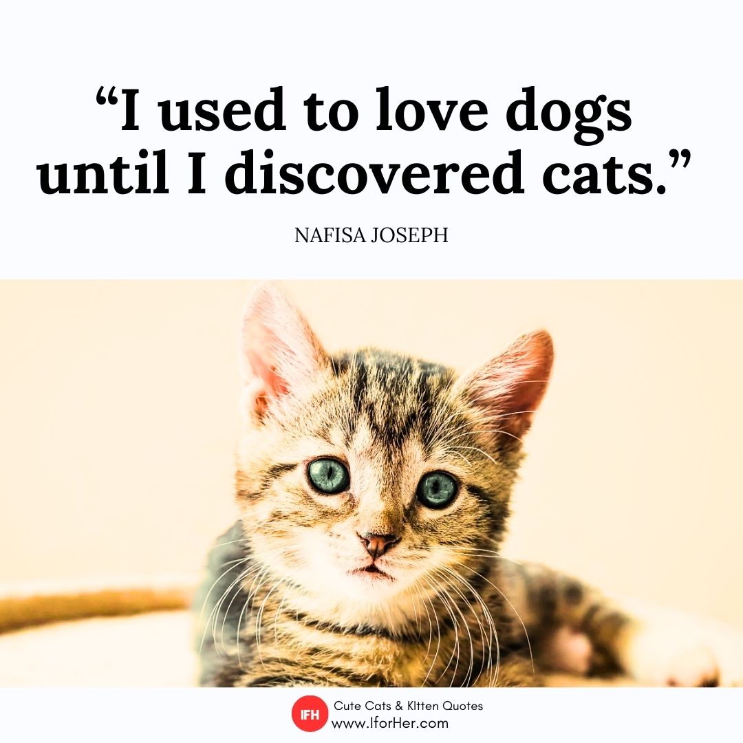 cute kitten quotes 01