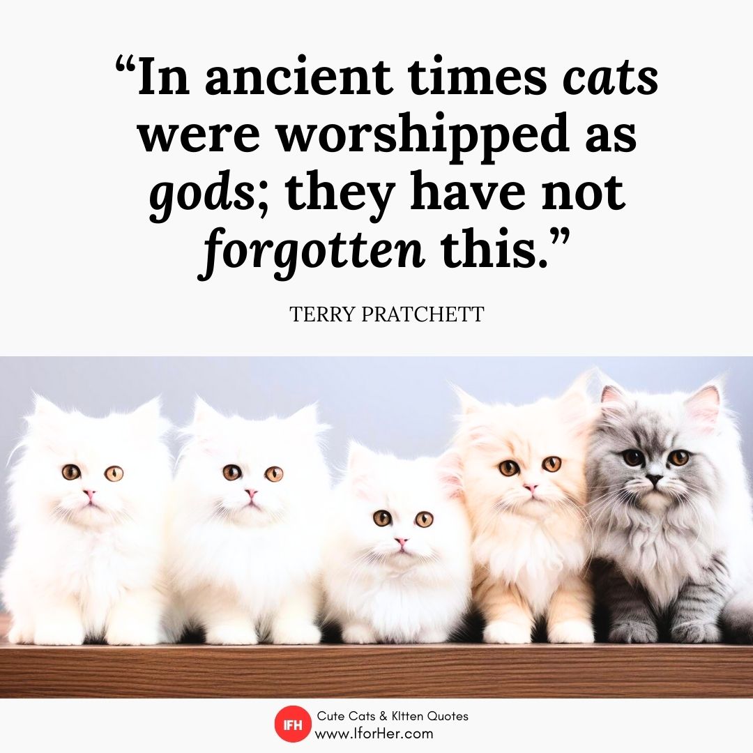 kitten quotes 11