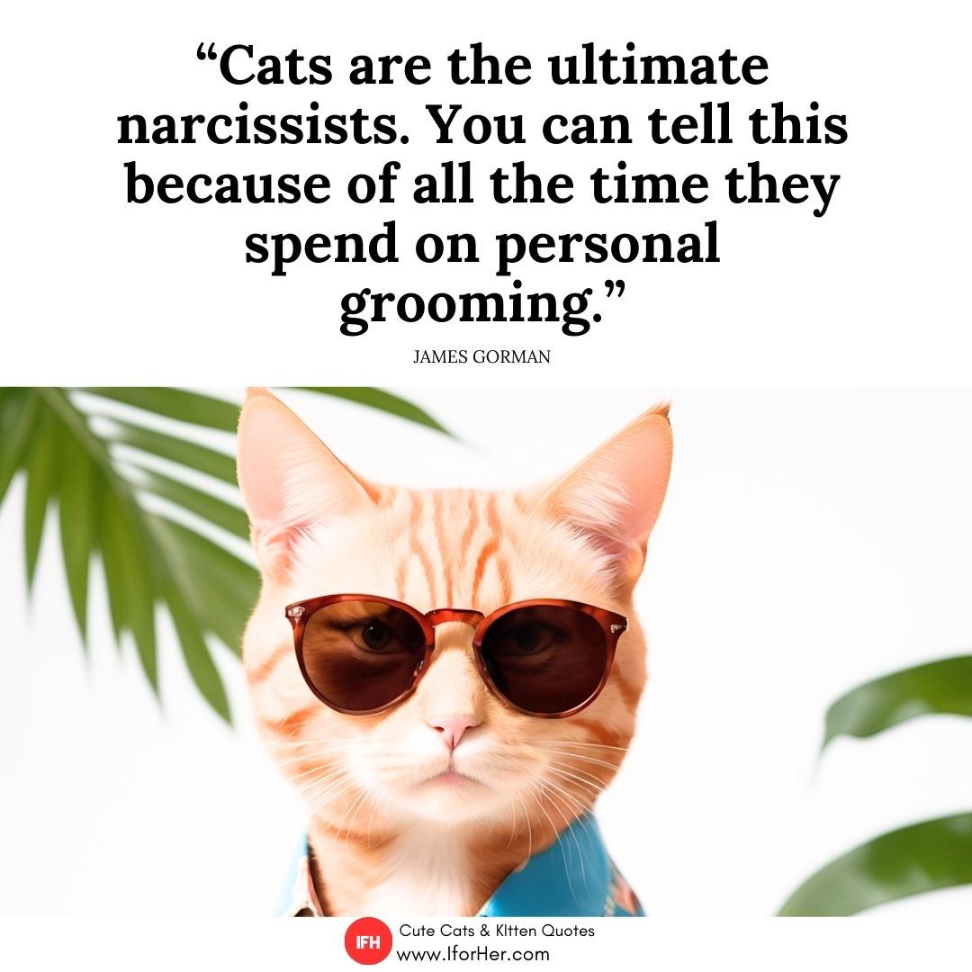funny cat quotes 12