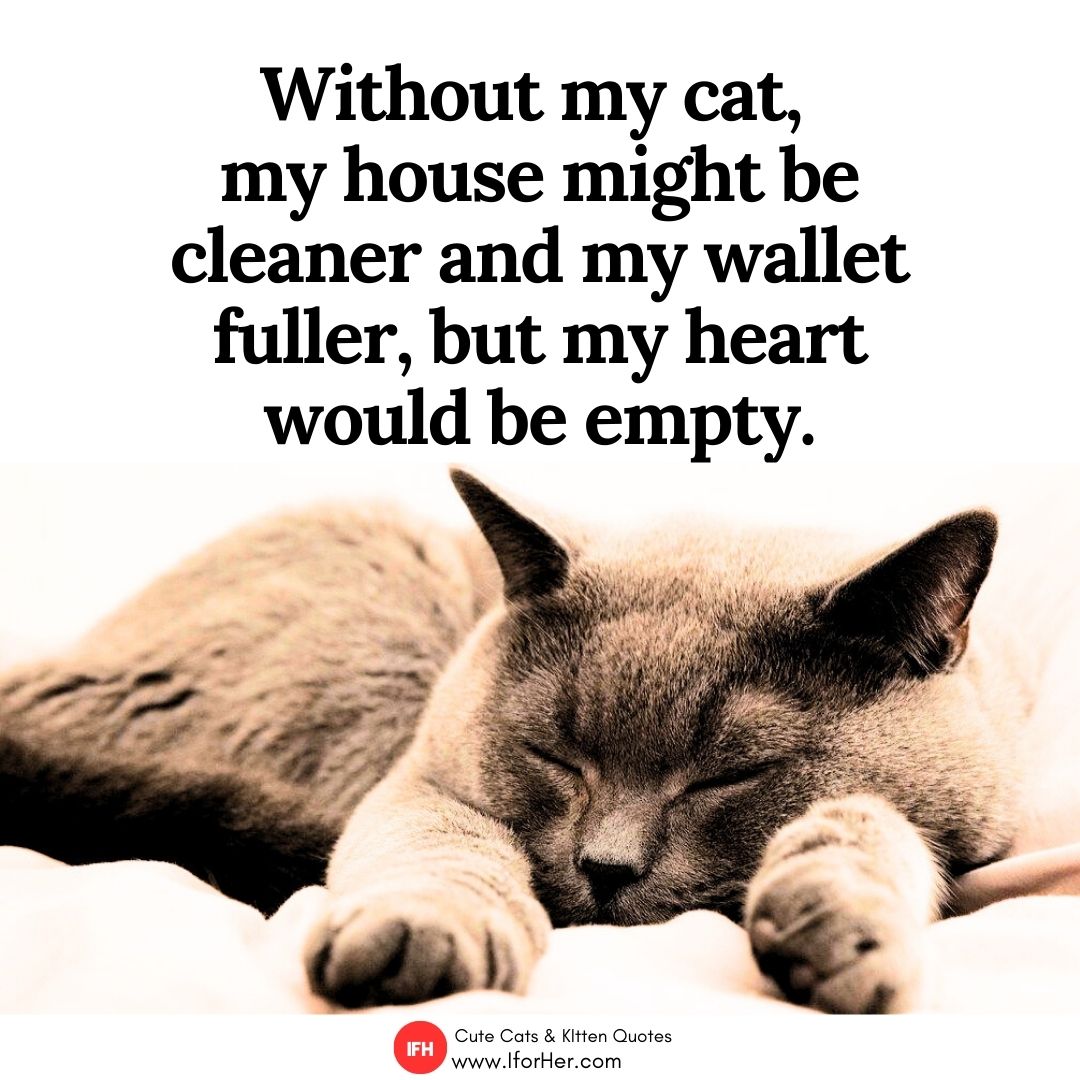 cute kitten quotes 13