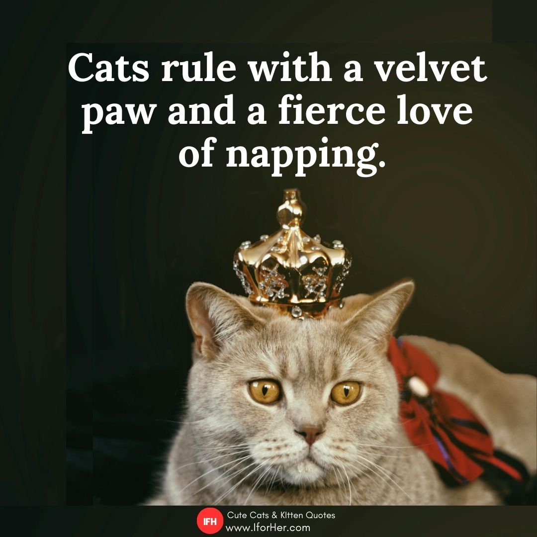 kitten quotes 14