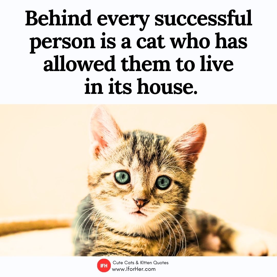 cute cat quotes 16