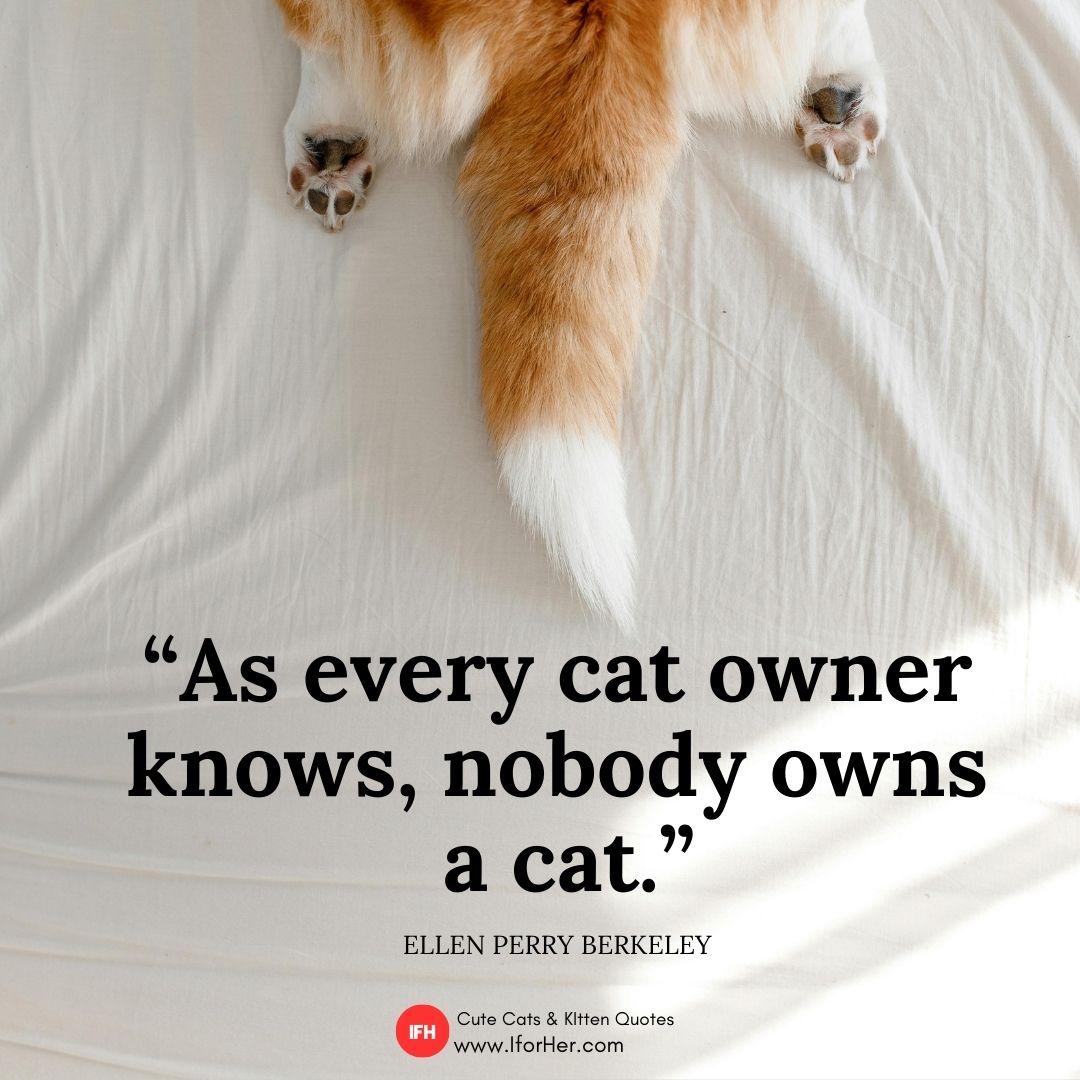 cute kitten quotes 17
