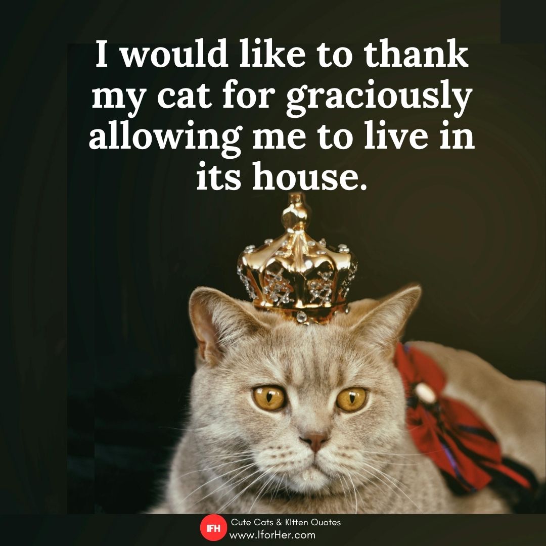 cute cat quotes 18