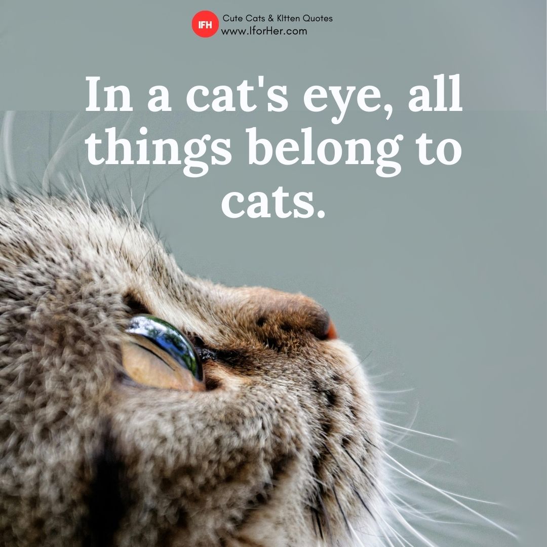 kitten quotes 19