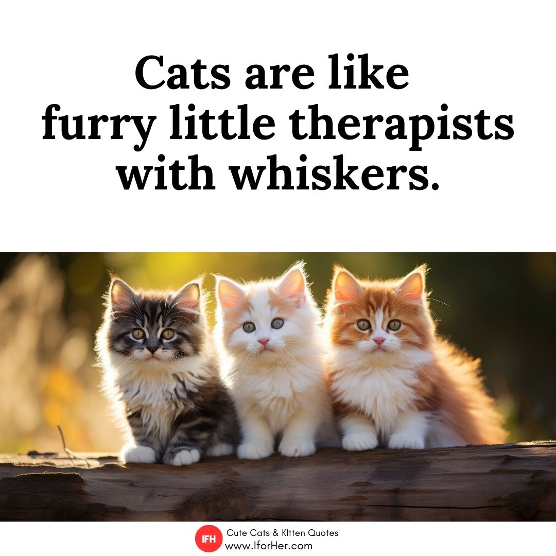 cute kitten quotes 02