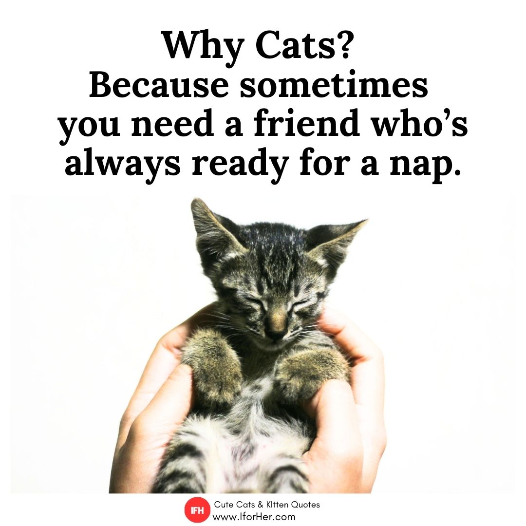 cute kitten quotes 22