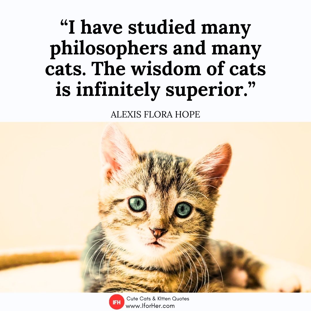 cute cat quotes 23