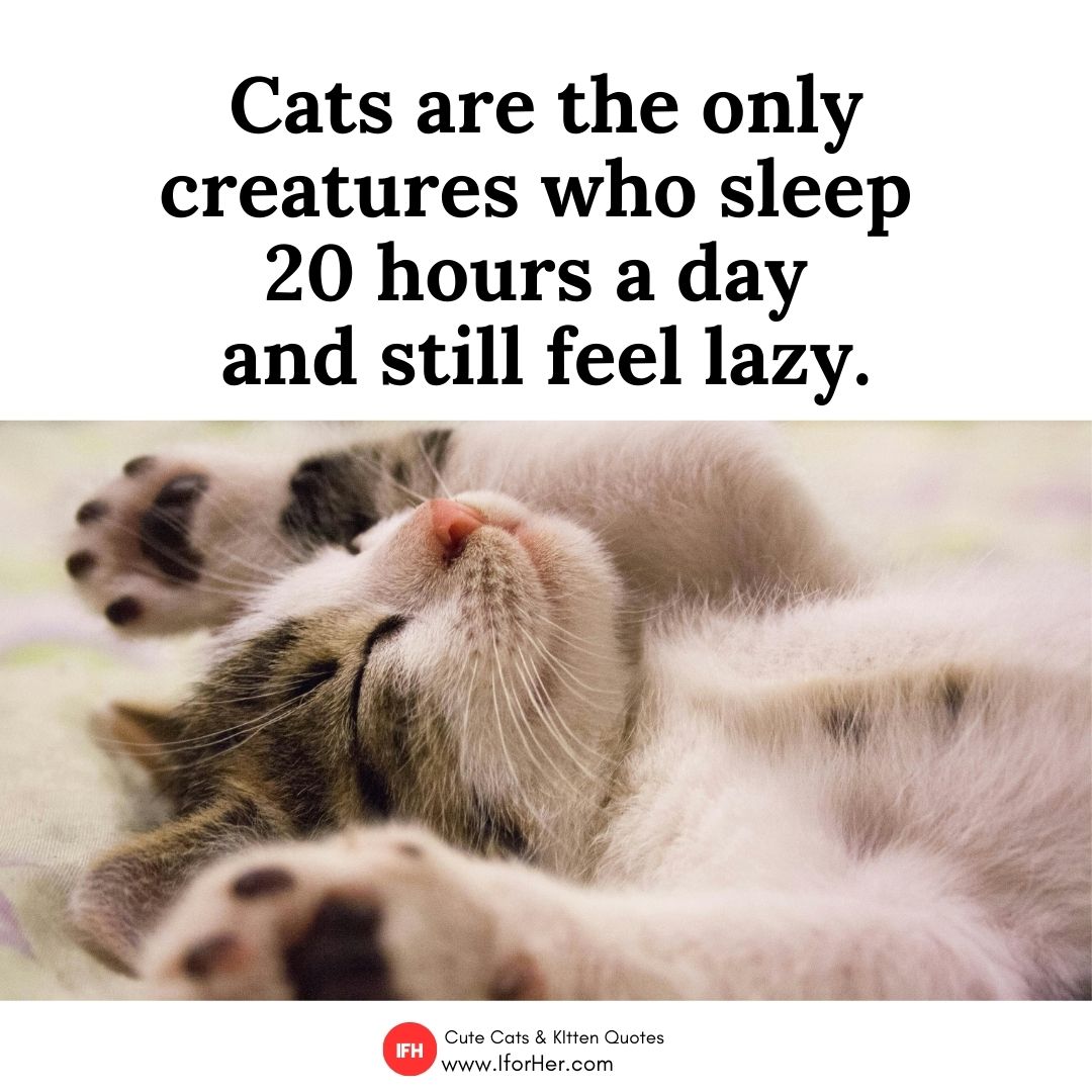kitten quotes 24