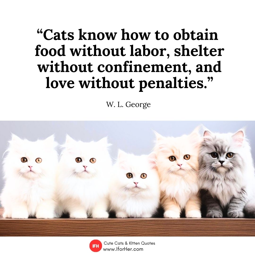 cute kitten quotes 25