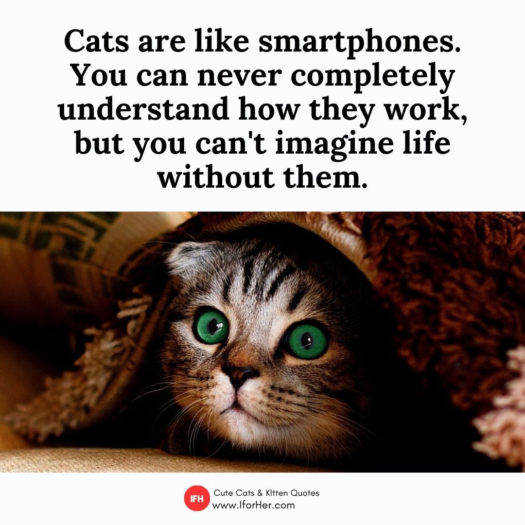 kitten quotes 27