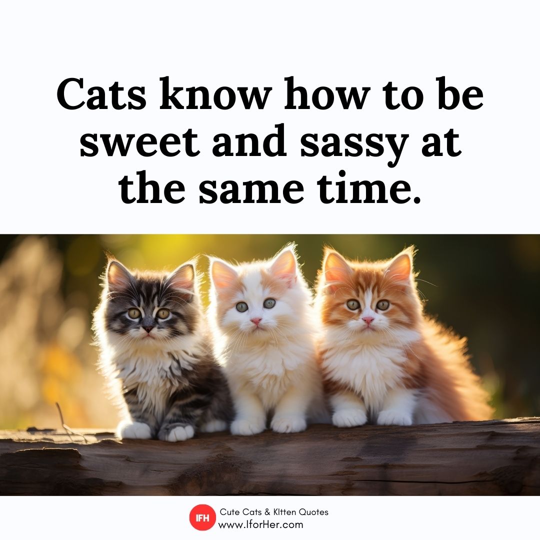 cute kitten quotes 28