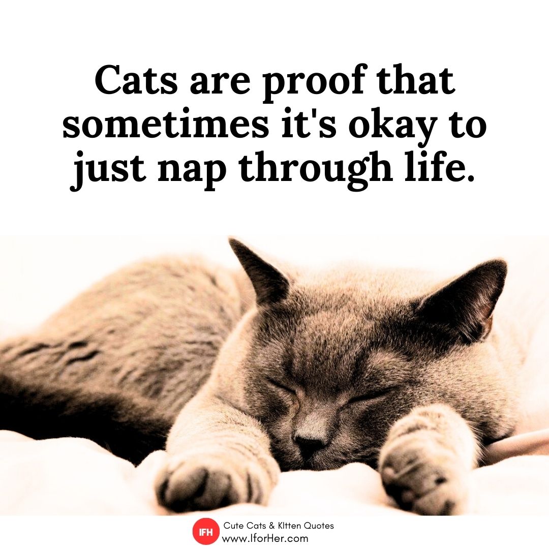 cute kitten quotes 29