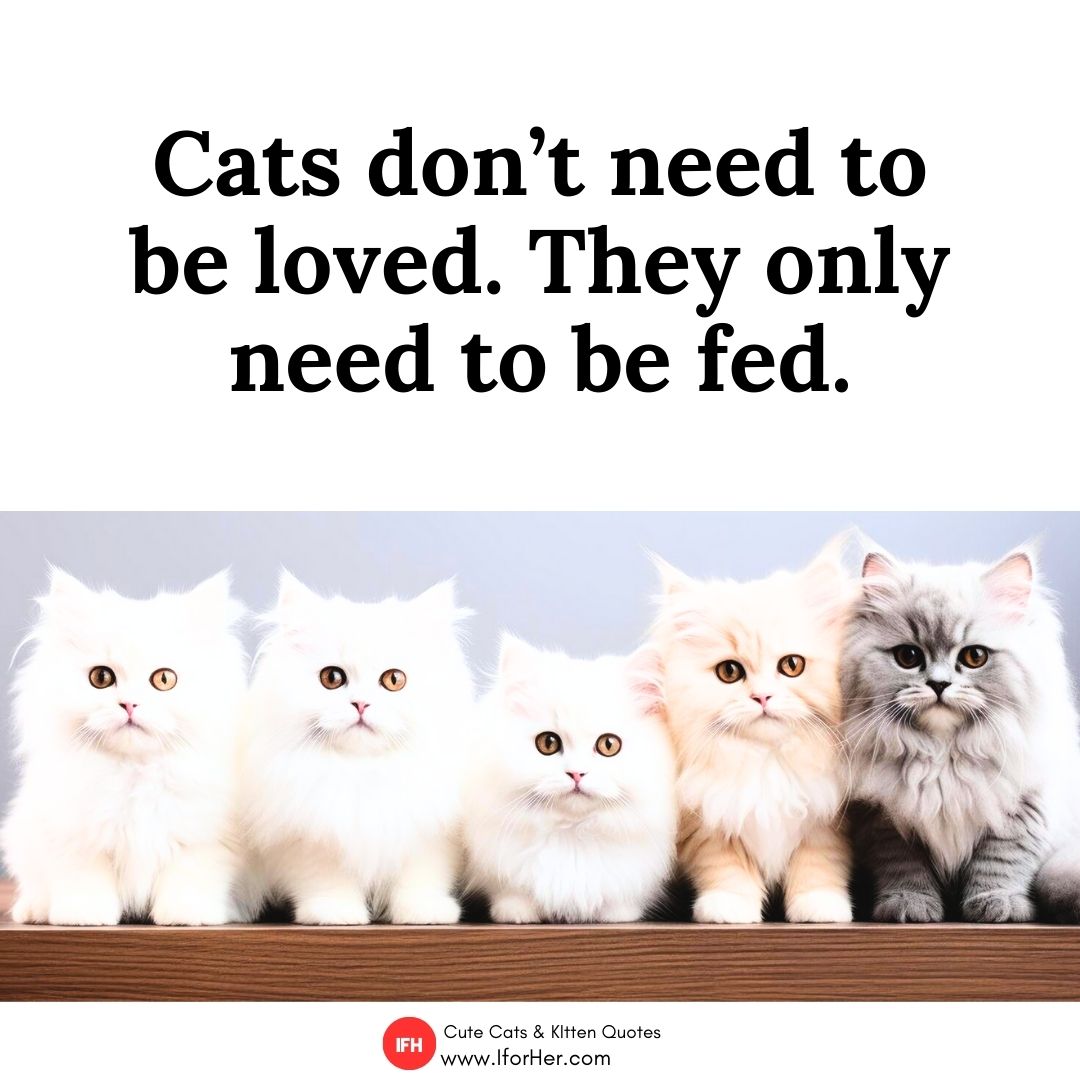 cute cat quotes 03