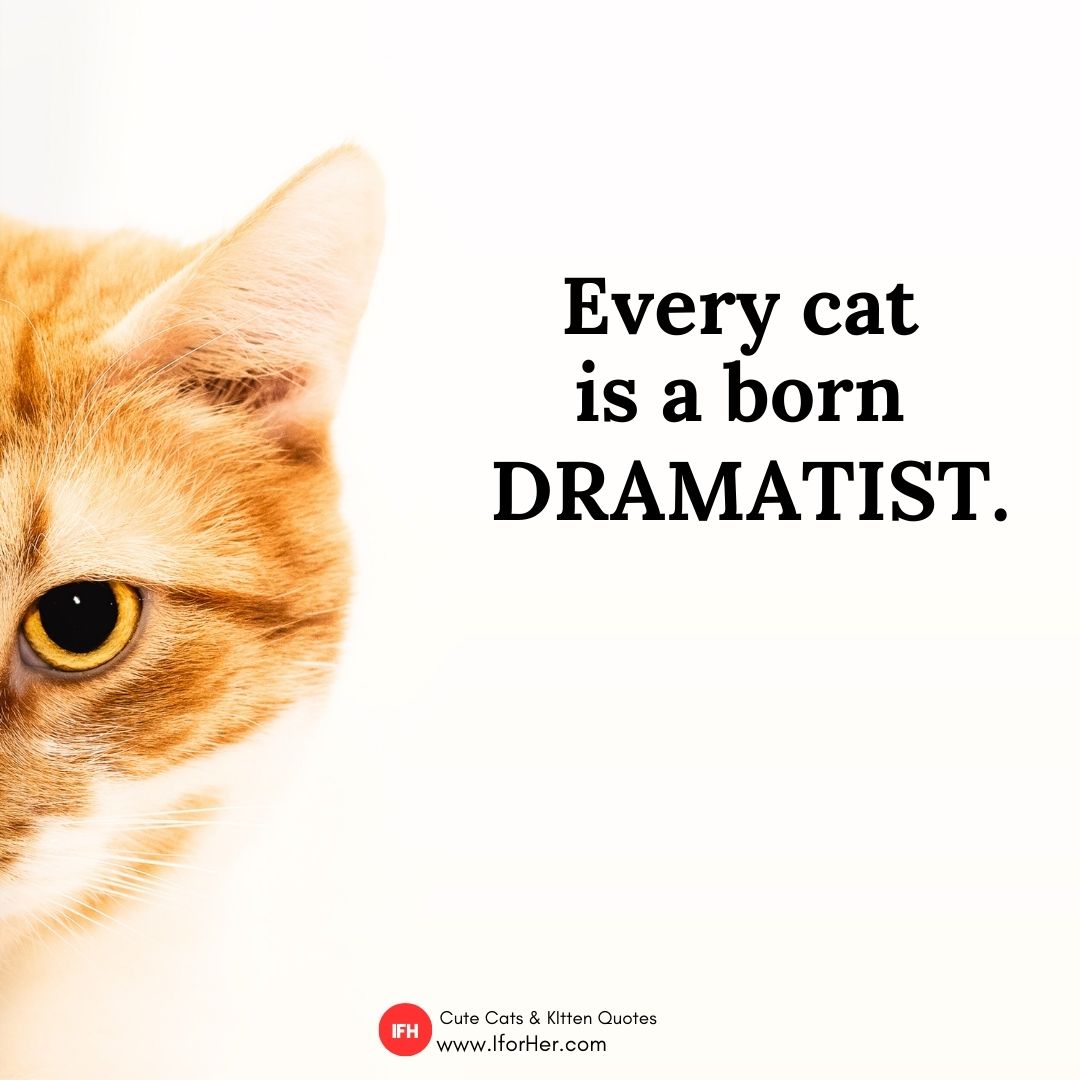 cute cat quotes 30