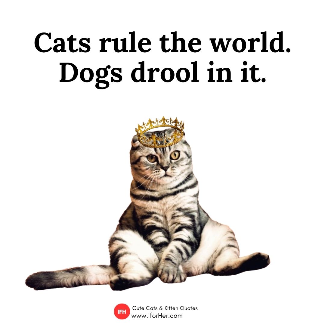 cute kitten quotes 32
