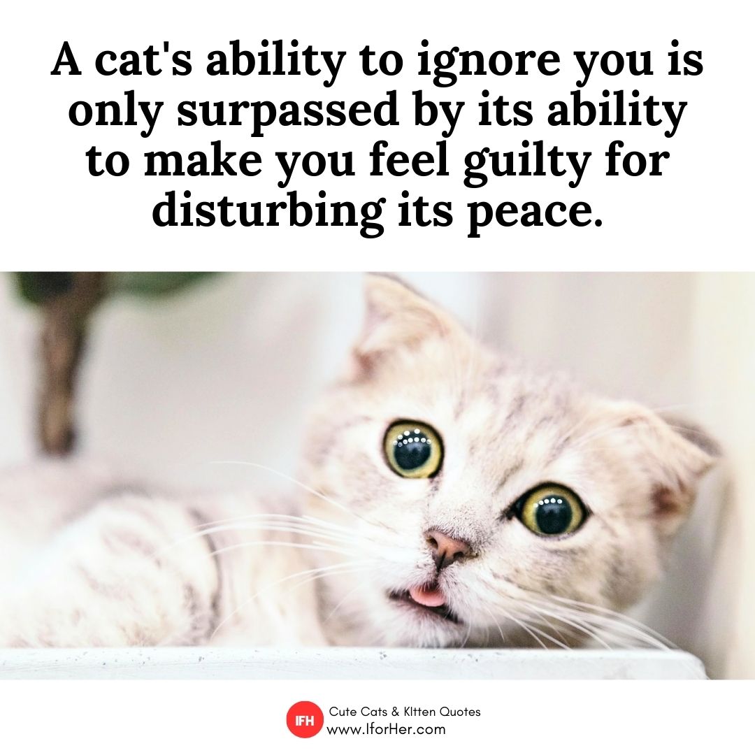 cute cat quotes 35