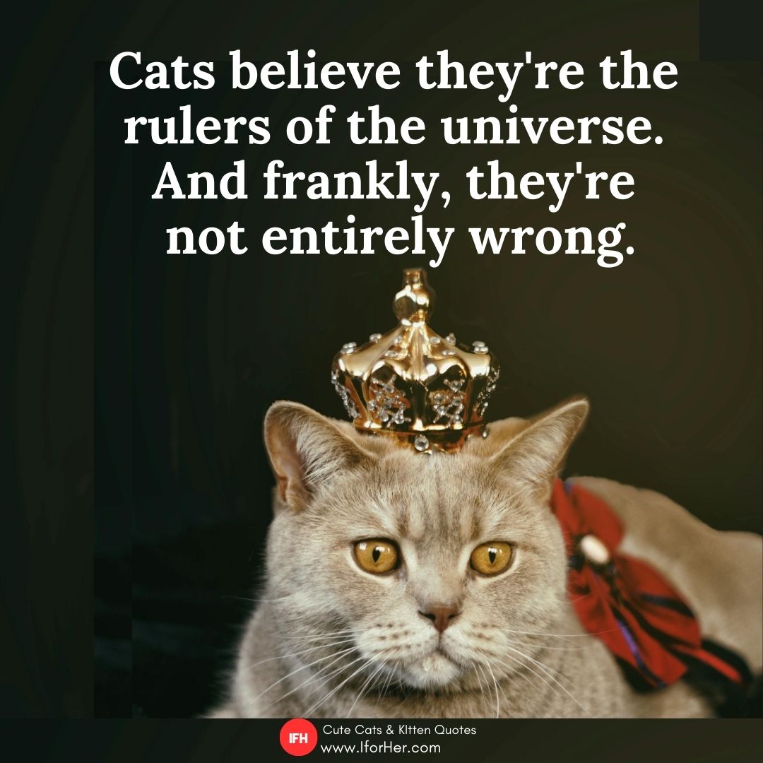 cute kitten quotes 36
