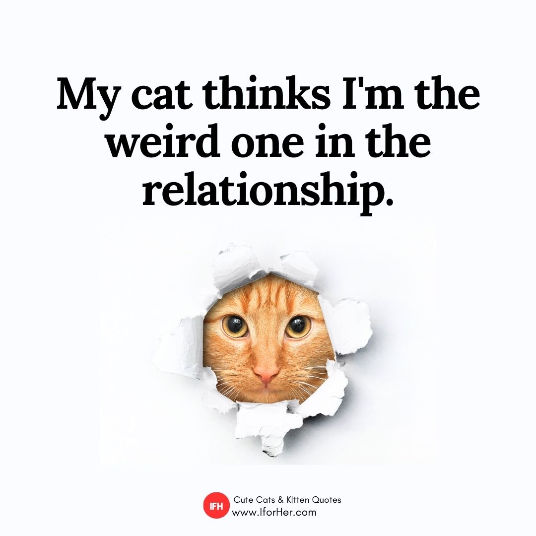 cute kitten quotes 37