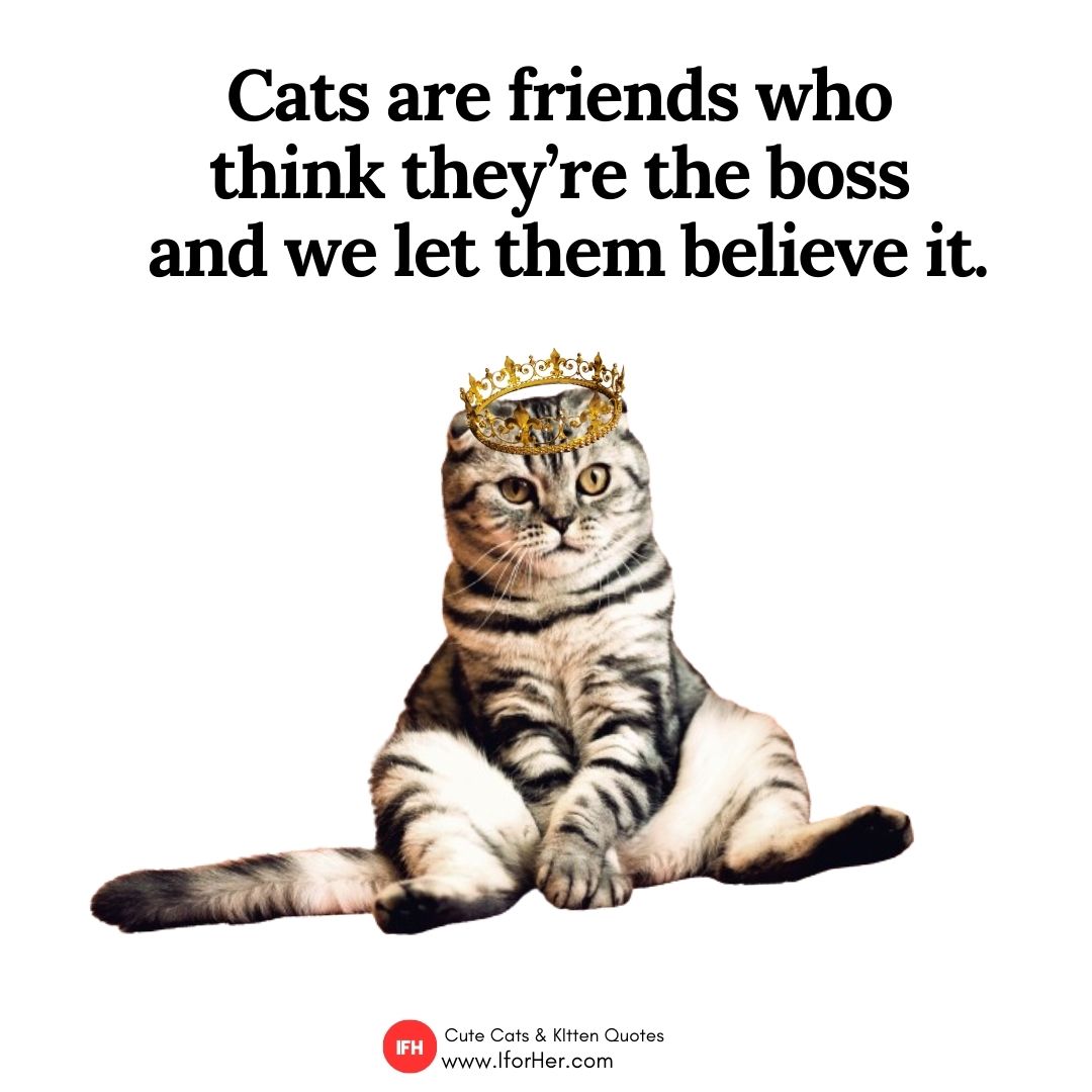 cute cat quotes 38