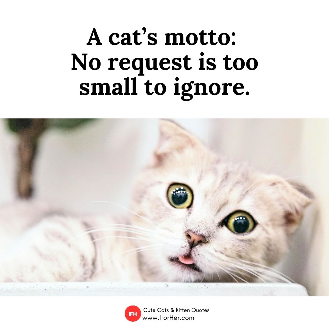 cute cat quotes 39
