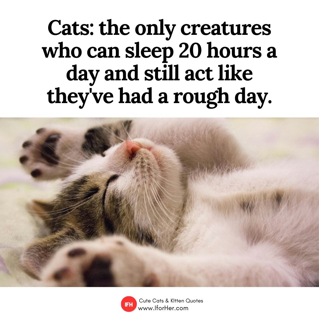 cute cat quotes40
