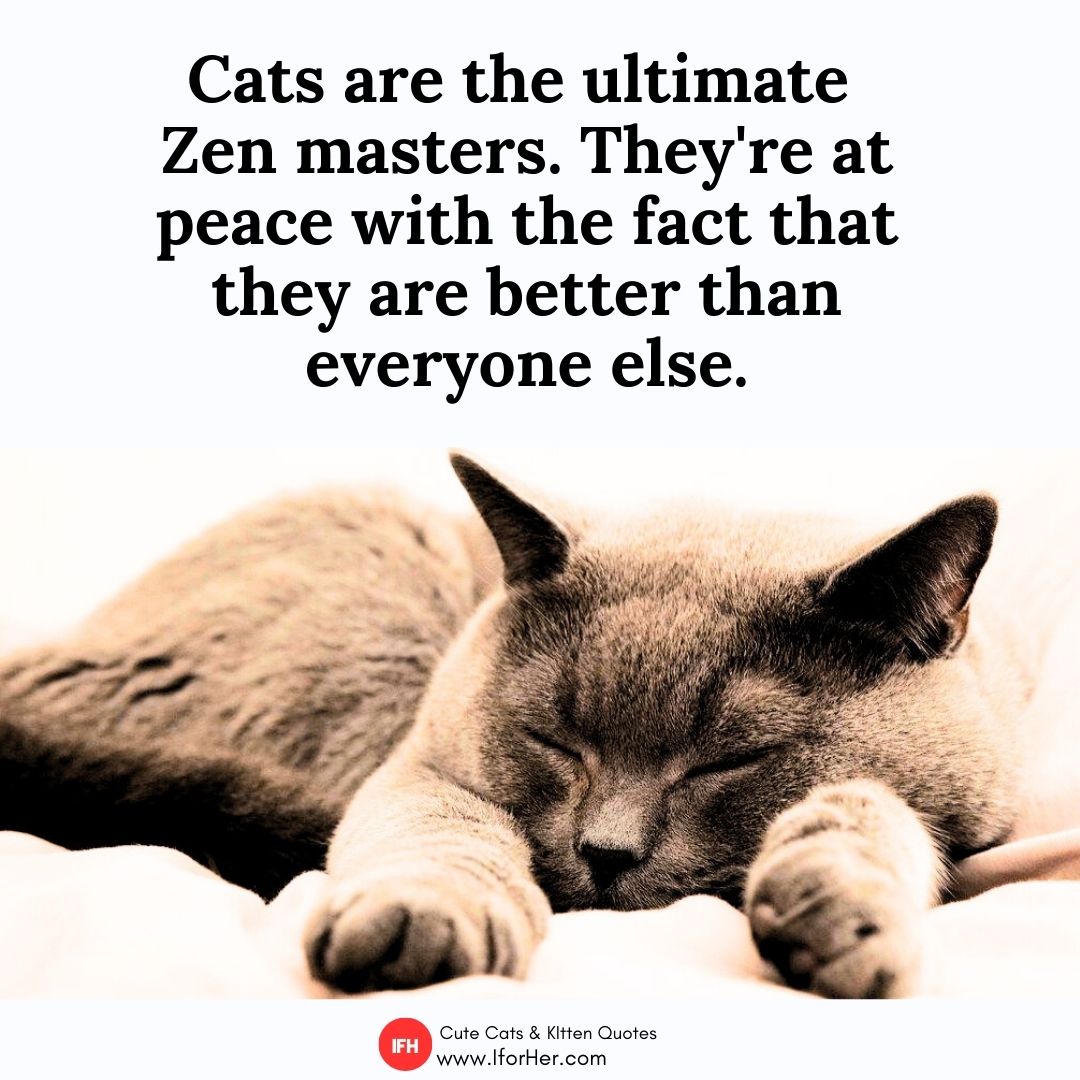 cute cat quotes 05