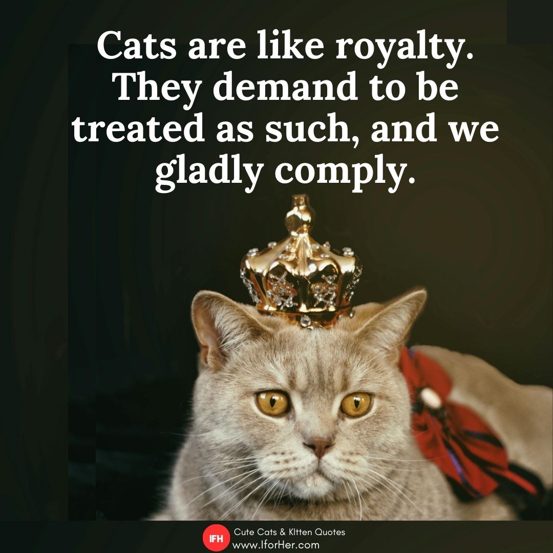 cute cat quotes 06