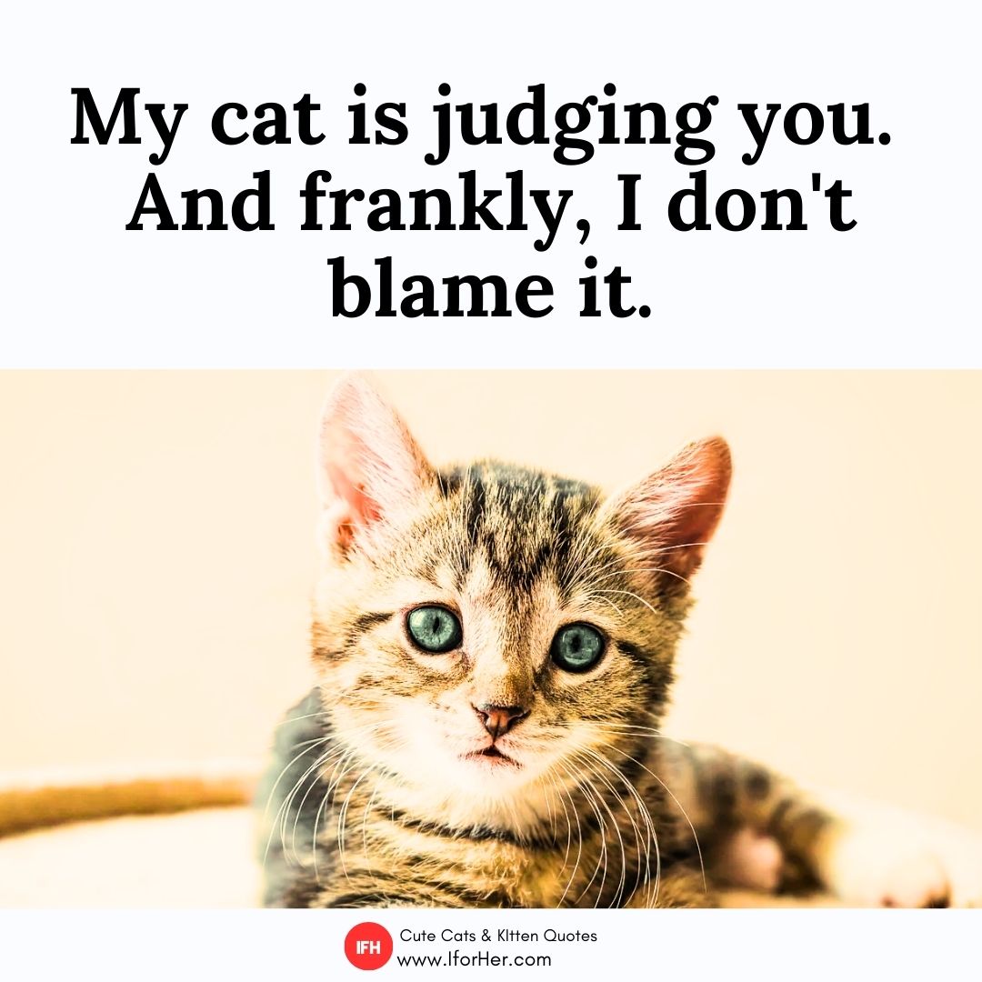 cute cat quotes 07