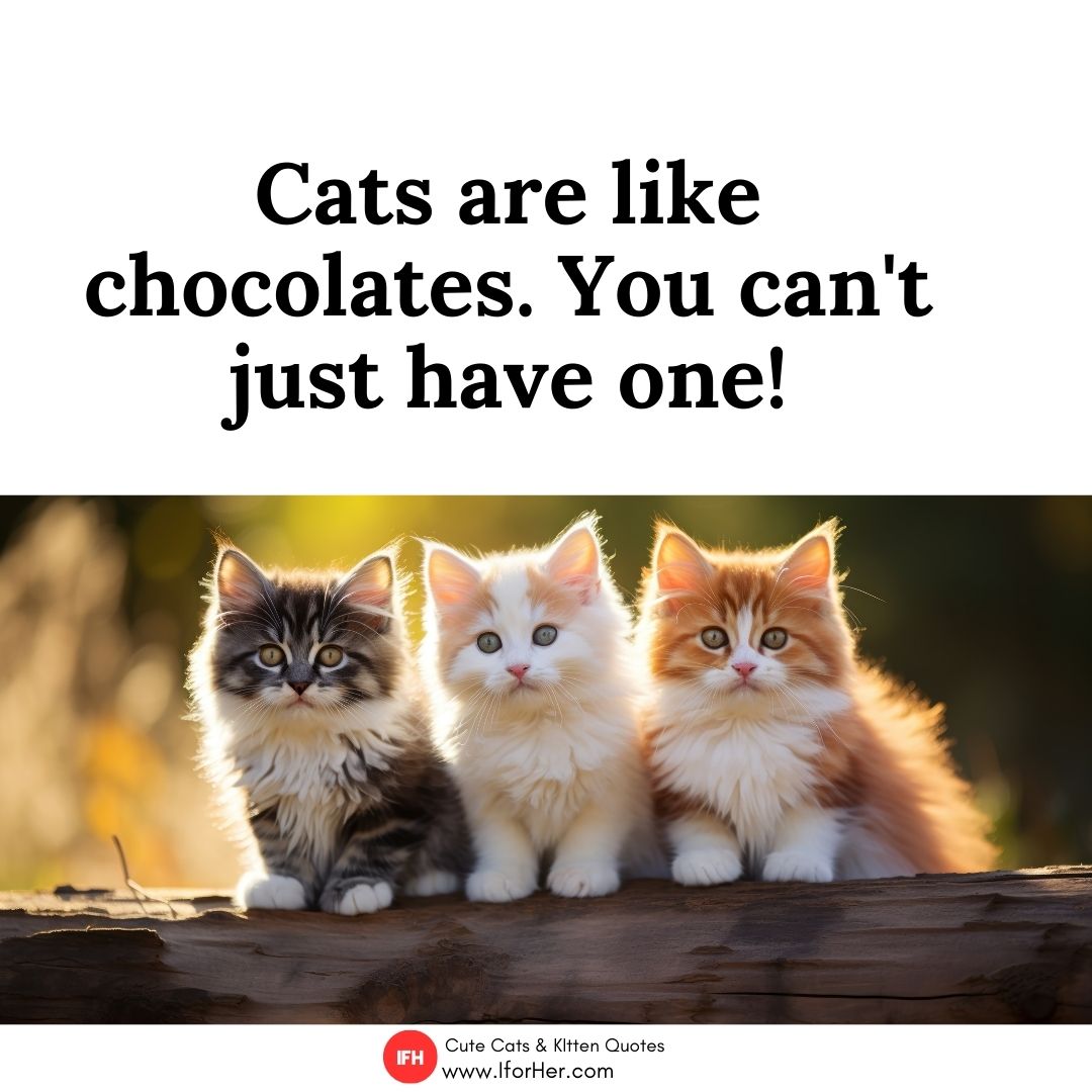 cute cat quotes 08