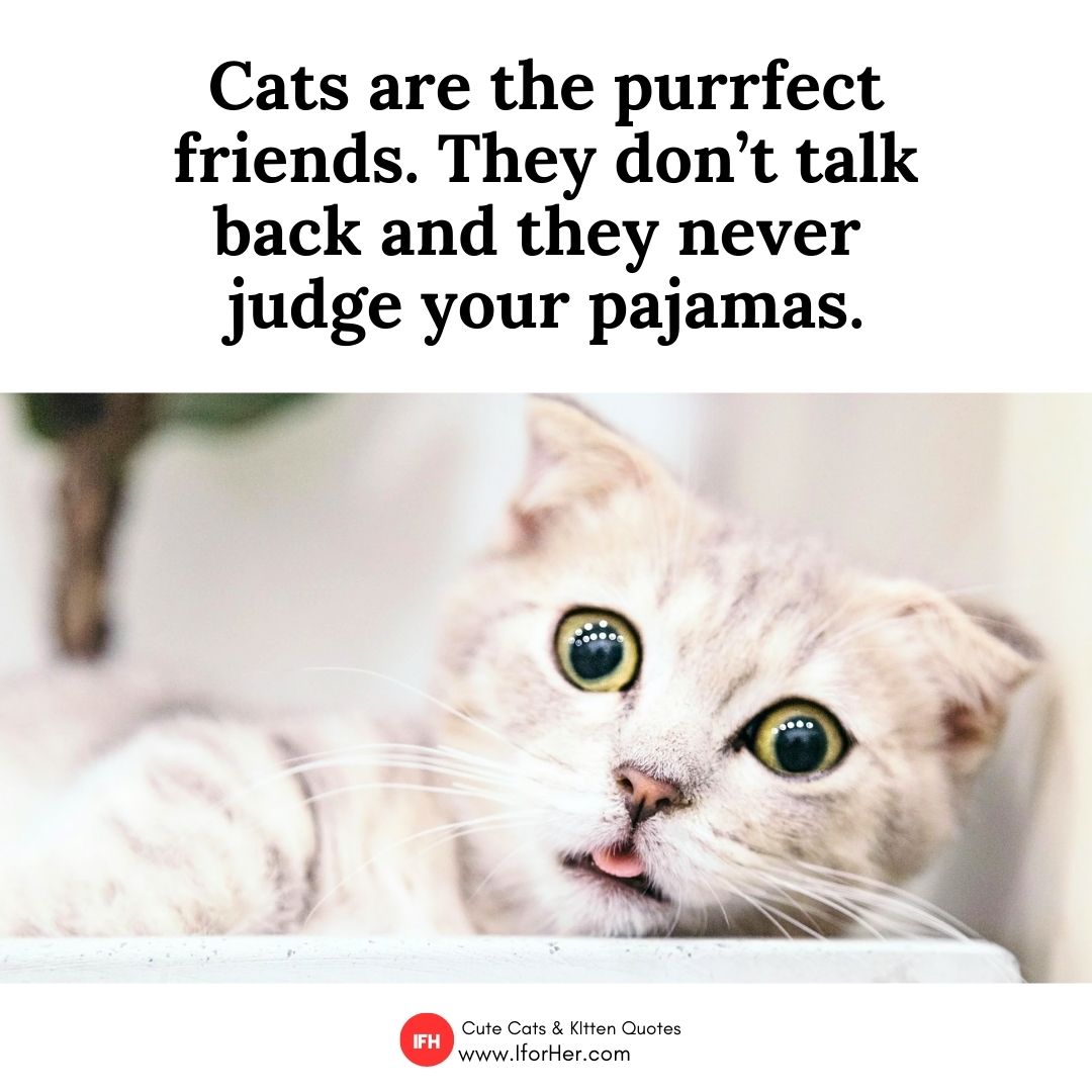 cat quotes 09