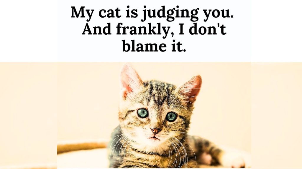 Cat Kitten Quotes for National Kitten Day