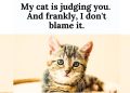 Cat Kitten Quotes for National Kitten Day