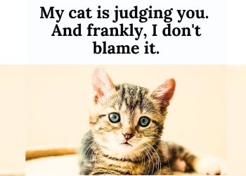 Cat Kitten Quotes for National Kitten Day
