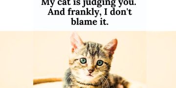 Cat Kitten Quotes for National Kitten Day