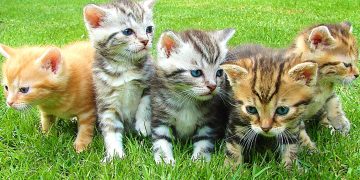 National Kitten Day Activities