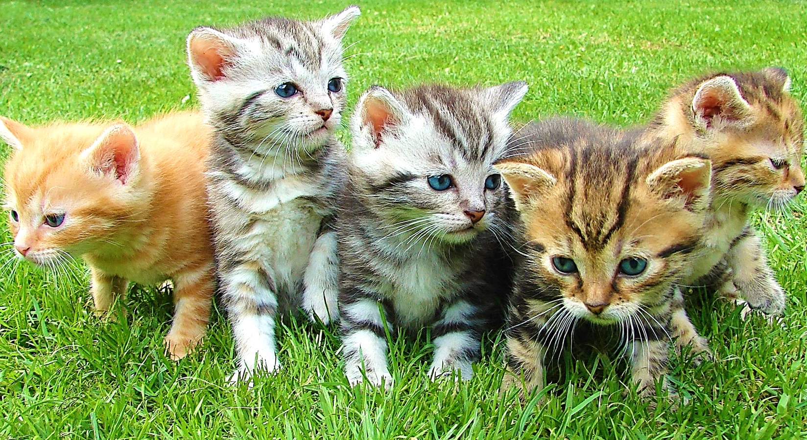 National Kitten Day Activities